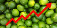 Sube el precio del limón: productores advierten escasez de producción y en septiembre el kilo podría superar los S/ 10