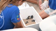 Máxima expectación en Elche ante el primer viaje de las tortugas de Arenales del Sol
