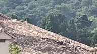 Derrumbe de una parte del tejado de la Cartoixa de Valldemossa