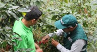 Perú, potencia global en café convencional y orgánico, llega a más de 90 mercados internacionales