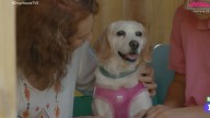 Mercedes y Laika, la historia que ha conmocionado a los espectadores de 'Dog House': "Tenía un bultito"
