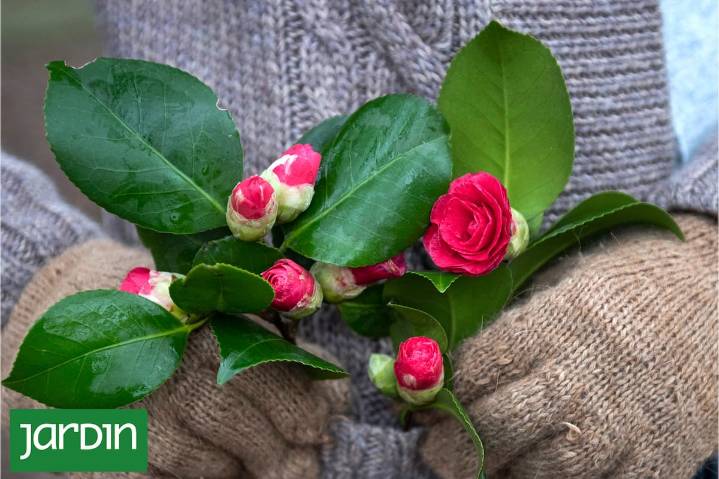 Flores todo el año. Claves para diseñar un jardín que no se apague en invierno