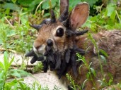 El virus en conejos con “cuernos y tentáculos” en Estados Unidos genera alarma: ¿puede contagiar a humanos?