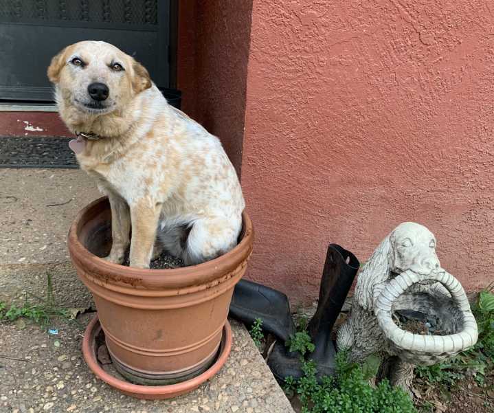 Reader’s pets demonstrate “If it fits, it sits”