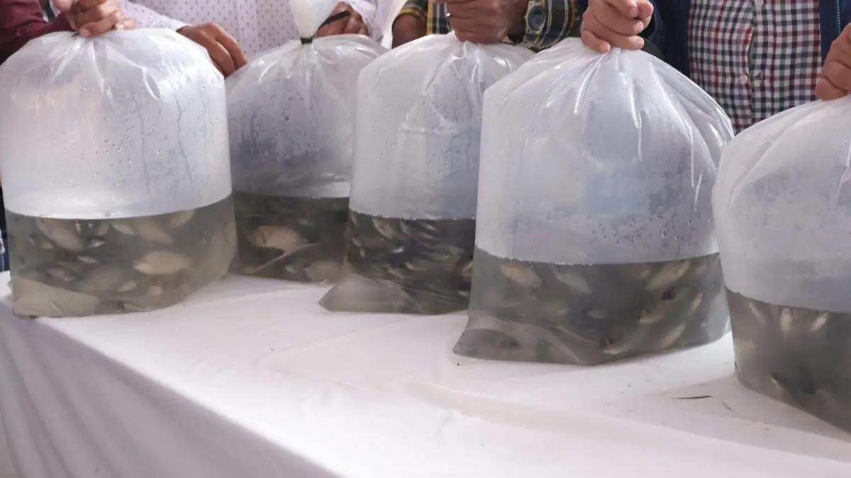 Reactivan pesca en bordos de San Juan del Río