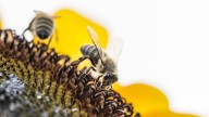 The Striking Sunflower Variety To Grow In Your Garden That's A Total Pollinator Magnet