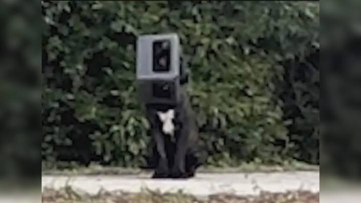 Dog In Alabama Rescued After Spending A Year With Plastic Container Stuck On Head