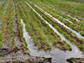 Lluvias atípicas devastan 500 hectáreas de maíz en Querétaro