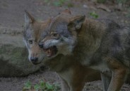 Una isla de Alaska ahora está poblada por lobos que acorralaron a los ciervos y ahora buscan su alimento en el mar, los científicos no dan crédito a lo que comen ahora
