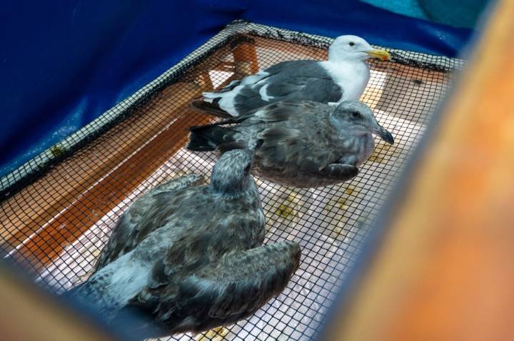 Western gulls hit with mystery illness found on California beaches