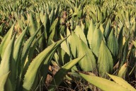 Agave maximiliana y raicilla: tradición, ciencia y conservación desde Jalisco