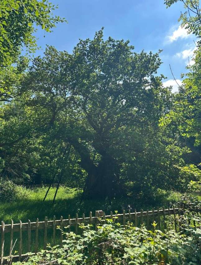 How an 800-year-old tree in the UK could be key to saving our planet