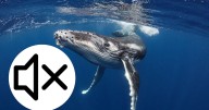 Disminuye el canto de la ballena azul frente a California, alerta a científicos sobre daños en el ecosistema marino