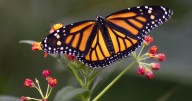 Co-ordinated plan needed to save 'alarmingly low' monarch butterfly population: study