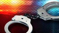 Man arrested after 25 dogs found in suspected fighting operation