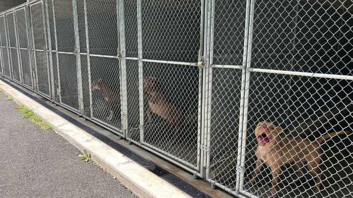 Hartford animal shelter near capacity amid ‘out of control’ abandonments