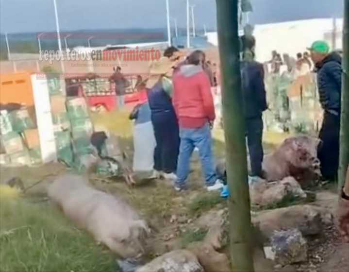 CHOQUE MÚLTIPLE DE TRÁILERES EN LA CARRETERA MÉXICO-QUERÉTARO; HAY CERDOS MUERTOS ESPARCIDOS EN LA CARRETERA