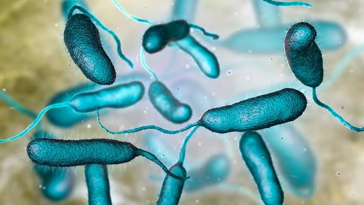 Las infecciones por bacterias carnívoras se están propagando a nuevas áreas