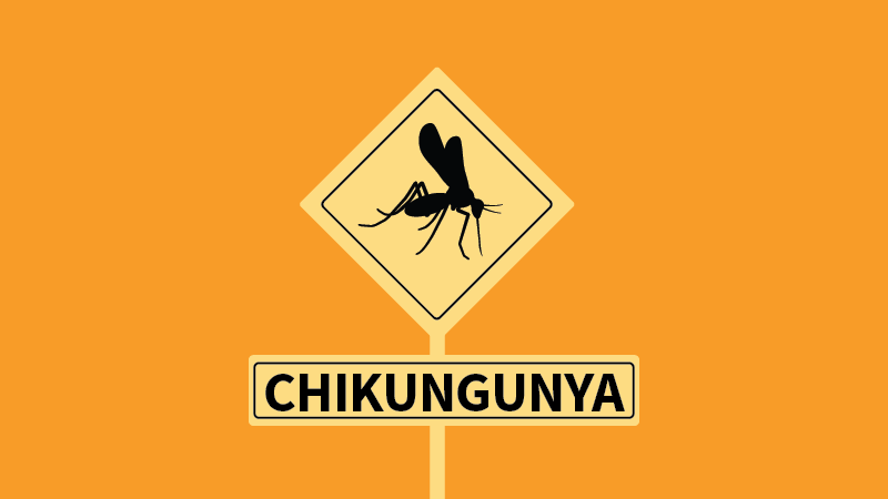Surge in Chikungunya Cases Among UK Travellers