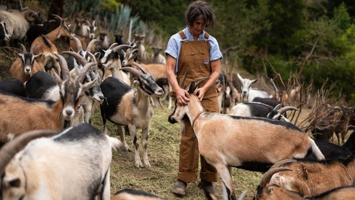 A dozen wildfire-mitigation goats and sheep mysteriously died on the job in the North Bay, but why?
