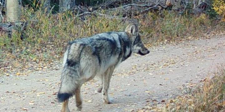 Wildlife officials conclude removal attempts for wolf accused of attacks in Rio Blanco County