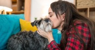Avanza en comisión del Trabajo de la Cámara proyecto que otorga permiso laboral por muerte de mascota