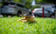 Sin tregua la posesión de animales exóticos en el sur