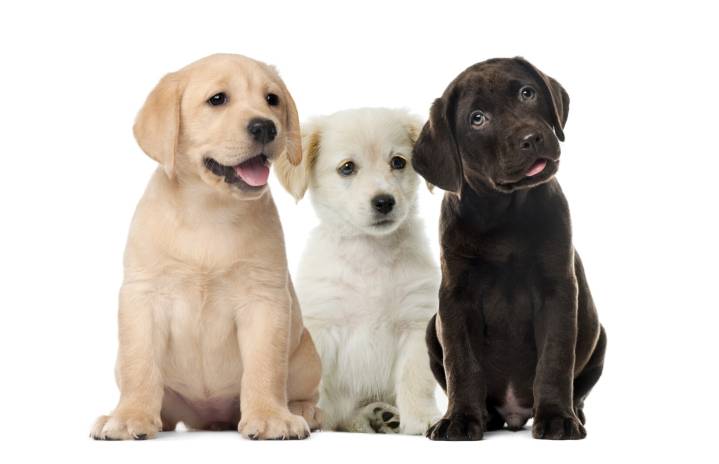 Unlocking Life Basics: Getting a dog 101