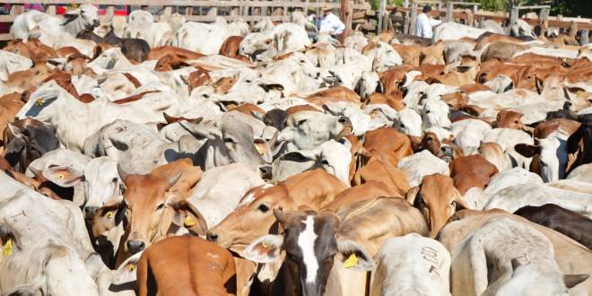 Crédito Ganadero a la Palabra: Un Respiro para el Campo Tabasqueño Frente a los Desafíos del Mercado Global