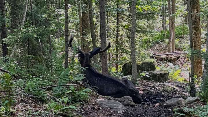 Ailing bull moose on Adirondack mountain hiking trail in New York put down