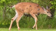 'Frankenstein'-like deer with warts appearing in viral social media photos