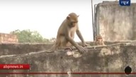 Monos provocan un deslizamiento de rocas y muere una joven marroquí