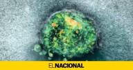 Grabado por primera vez el proceso de implantación de un embrión humano en tiempo real