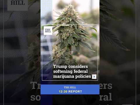 Trump May Classify Marijuana As A Less Dangerous Drug