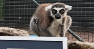 World’s oldest lemur living in captivity dies at age 39