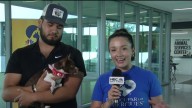 Here’s how you can help Clear the Shelters