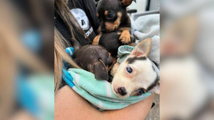 Florida Homeowner Couldn’t Believe His Eyes After Finding 130 Chihuahuas On Abandoned Rental Property