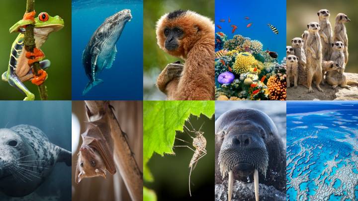 DeepMind Perch 2.0 Decodes Wildlife Sounds in Record Time