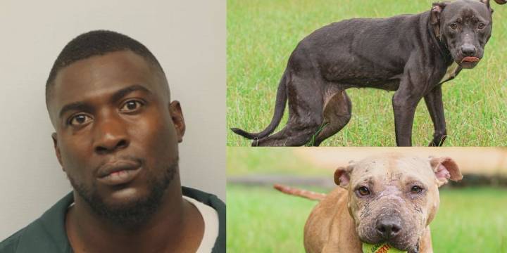 Hearing in case for Savannah man charged with dog fighting, while on bond for murder charges