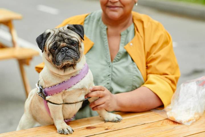13 Senior-Friendly Dog Breeds Beloved By Older Owners