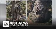 Texts, emails show crews sharing concerns about tree branches before one killed boy in Calabasas
