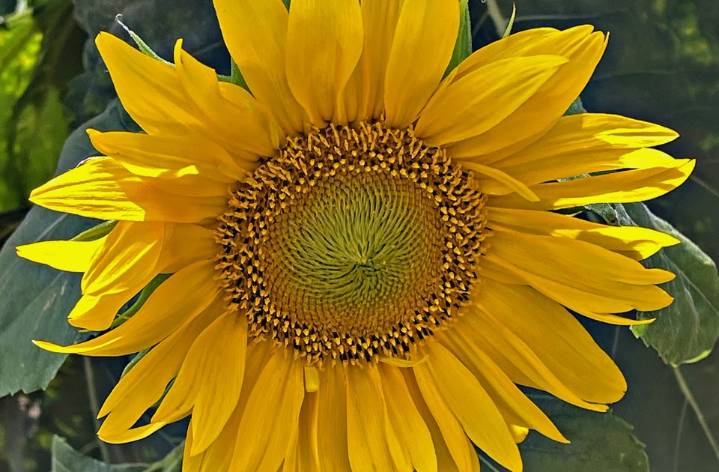 Travels with Charlie: Warm Sunny Day Sunflower