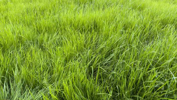 How To Mow Extra Long Grass Without Damaging Your Lawn Or Mower