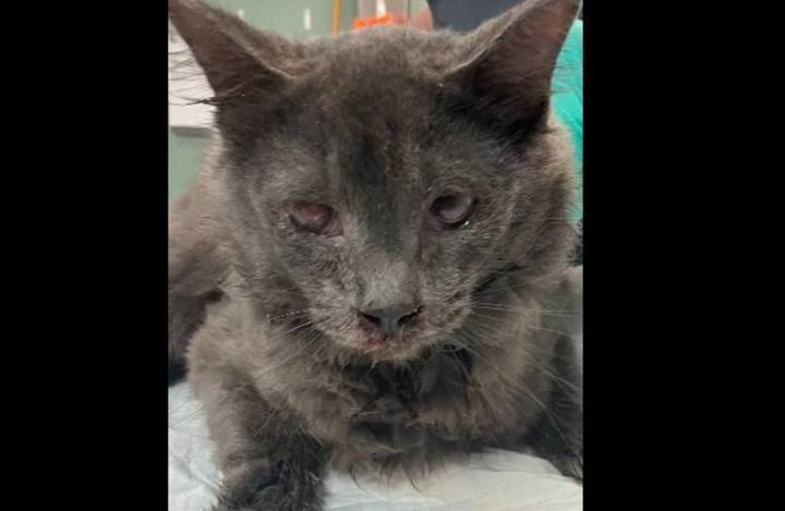 80 Cats, Mostly Kittens, Rescued from Filthy Pierce County Traile