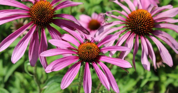 Missouri's new Highway 13 Butterfly Trail will have pollinator gardens, public art and more
