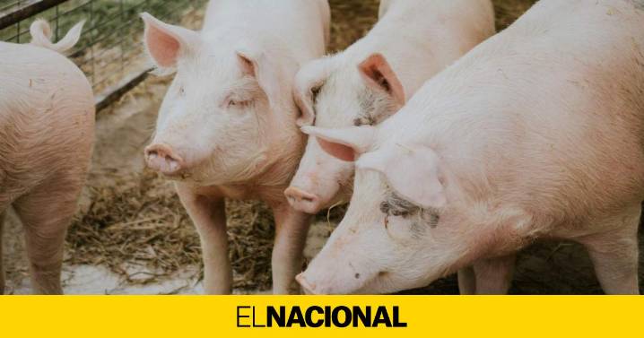 Primer trasplante de un pulmón de cerdo a una persona en muerte cerebral