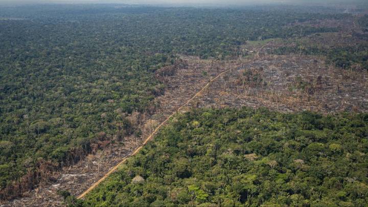 Reducción del 33 % en deforestación en el primer trimestre de 2025