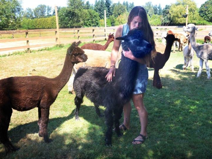 Grumpy and gunning for glory at 28: Langley's Lolita eyes Guinness Record as world's oldest alpaca
