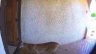 Mountain lion strolls through front door of Southern California home, coming face