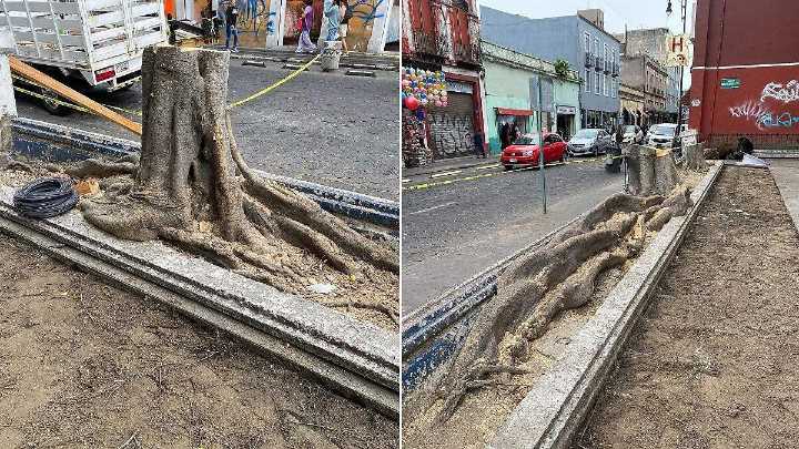 Retiran árboles en el Centro Histórico; es por seguridad de peatones: ayuntamiento